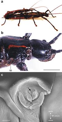 Multiple Identified Neurons and Peripheral Nerves Innervating the Prothoracic Defense Glands in Stick Insects Reveal Evolutionary Conserved and Novel Elements of a Chemical Defense System